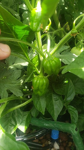 91Habeneros